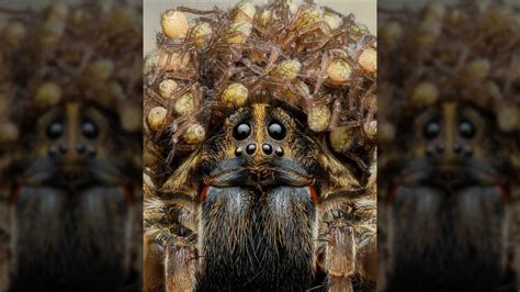 Wolf Spider Mama Wearing Crown Of Babies Captured In Stunning Photo