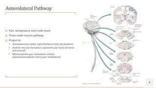 Cortical sensations | PPT