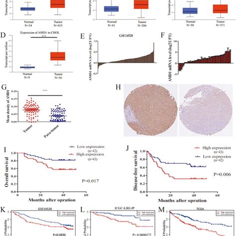 Amd1 Expression Is Upregulated In Hcc And Predicts Poor Prognosis