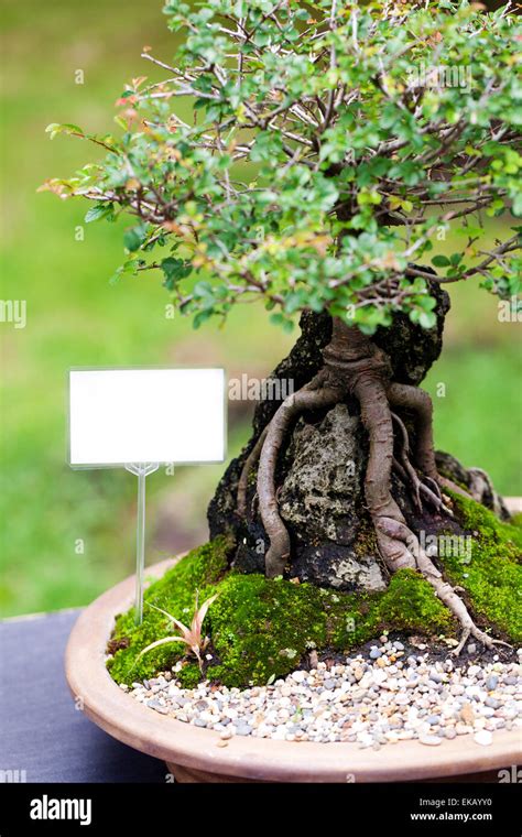 beautiful bonsai in a botanical garden Stock Photo - Alamy