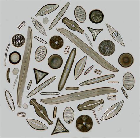 Imaging Diatoms Memolition