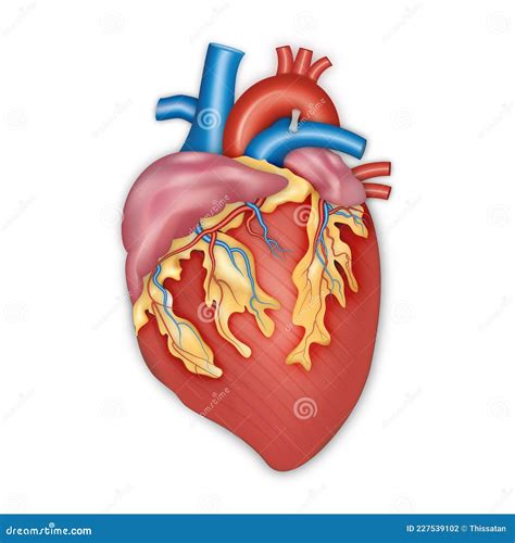 Diagramma Di Anatomia Cardiaca Umana Illustrazione Vettoriale