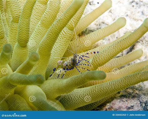 Spotted Cleaner Shrimp Periclimenes Yucatanicus Stock Image Image