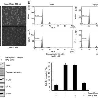 Dapagliflozin Induced Apoptosis In Caki Cells Is Not Affected By