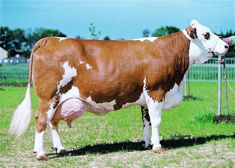 Simmental Dairy Cow Breeds Dairy Cattle Cow