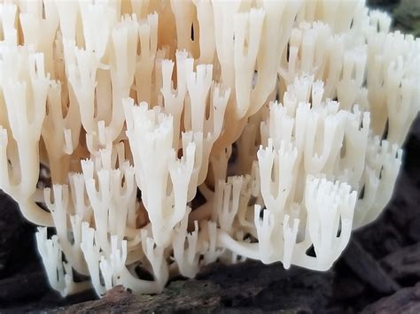 Crown Tipped Coral Fungus From Town Center Columbia MD USA On August