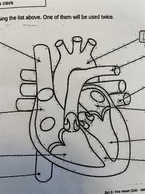 Heart Labeling Diagram Quizlet