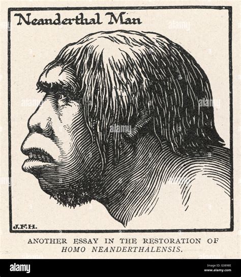 Neanderthal Man Hi Res Stock Photography And Images Alamy