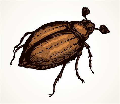 Chafer Vectortekening Van Een Grote Kever Vector Illustratie