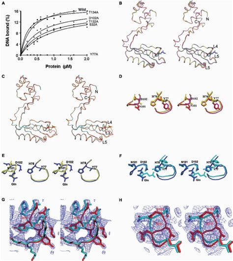 Biochemical And Structural Snap Shots Of The Ligand Binding Site In The