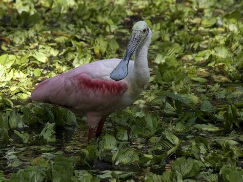 Spoonbill 4 Roseate Spoonbill Fishing In Swamp Robert Bannister