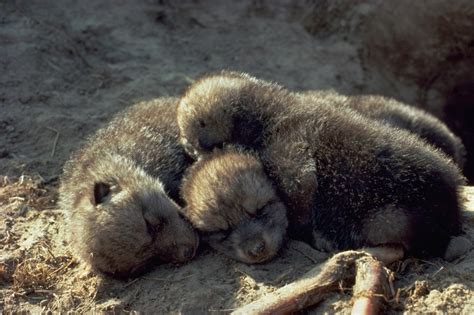 New Born Wolf Pups Image Id 275890 Image Abyss