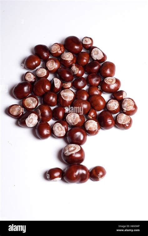 kastanienbaum Stock Photo - Alamy