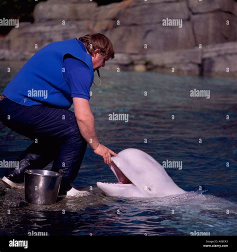 Human Grey Whale Interaction Hi Res Stock Photography And Images Alamy