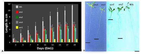 Ijpb Free Full Text Scr Suppressor Mutants Role In Hypocotyl