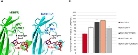 Expression Of Hdhfr And Hdhfrl In Dfr Dfr Heterozygote Yeast A