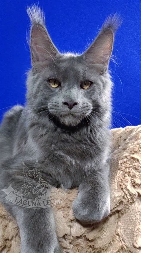 Котята Мейн Кун / Kittens Maine Coon