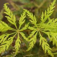 Acer Palmatum Sagara Nishiki Japanese Maple Conifer Kingdom