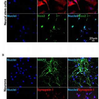 Hescs Differentiate Into Neurons Via Neural Stem Cells Nscs