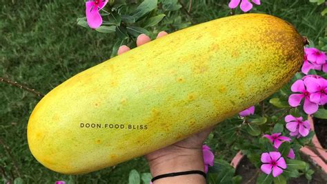 33 Of The Best Cucumber Varieties To Grow At Home Gardeners Path