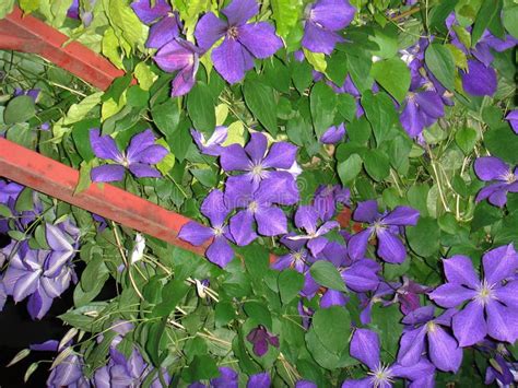 Clematis Viticella Wild Flower Stock Photo Image Of Viticella