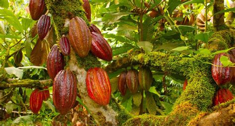 Producción De Cacao En México Alcanza Las 28 Mil 600 Toneladas Al Año