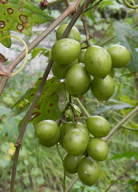 How To Grow Muscadine Grapes The Survival Gardener