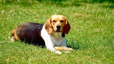 How Much Does A Beagle Cost Beagle Puppy And Dog Prices