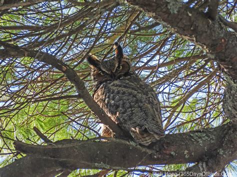 Great Horned Owl Nest