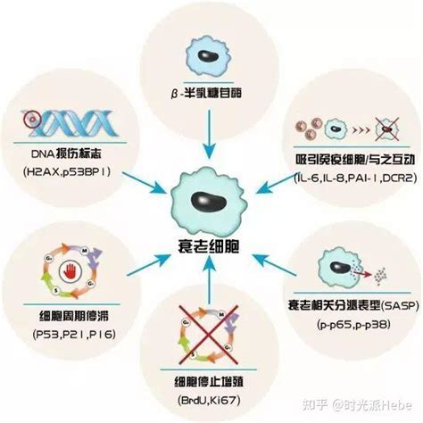 衰老细胞全清除？science颠覆：它们还能促进损伤修复和组织再生 知乎