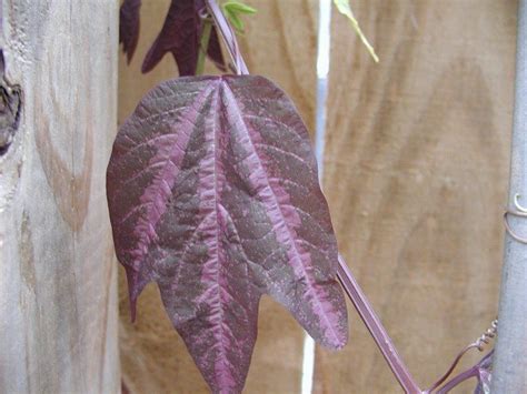 Plantfiles Pictures Passiflora Species Passion Flower Tri Colored Passion Vine Passiflora