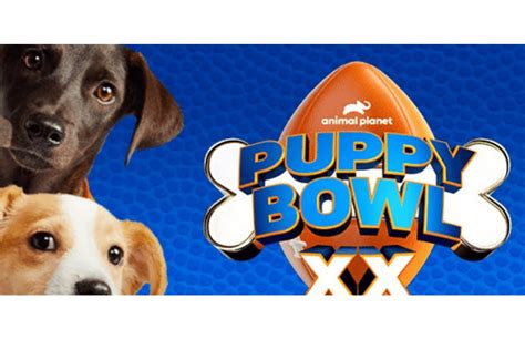 Puppy Bowl 2024: Where to Watch, How to Celebrate & More