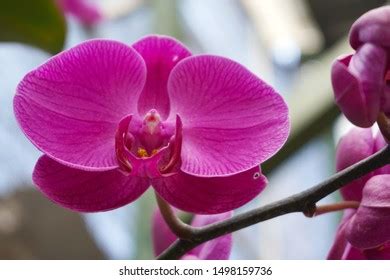 Pink Phalaenopsis Moth Dendrobium Orchid Flower Stock Photo