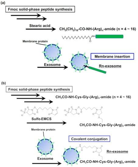 Processes Free Full Text Biofunctional Peptide Modified