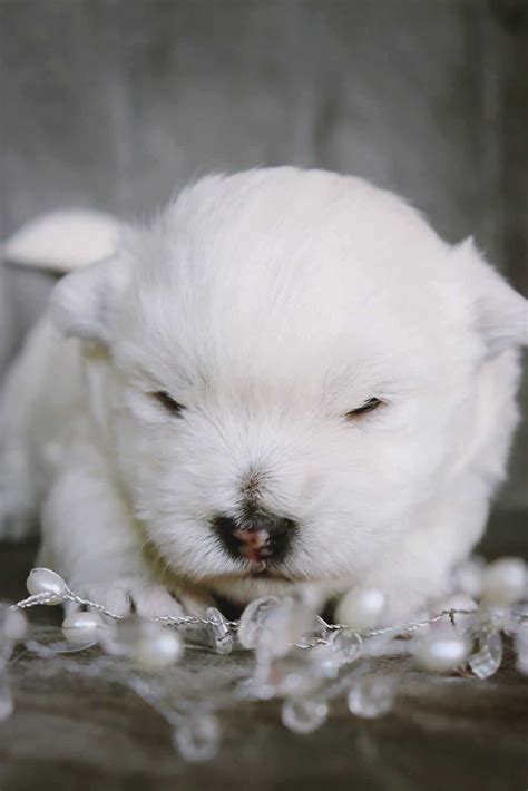 West Highland White Terrier Z Rodowodem Suczka D Bica Olx Pl