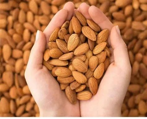 Fresh Almond Nut At Rs Kg Almond Nuts In Madurai Id