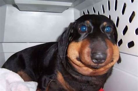 Create Meme Dachshund Dachshund Was Bitten By A Bee Dog Got Stung