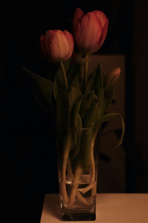 Dark Flowers Photos, Download The BEST Free Dark Flowers Stock Photos ...