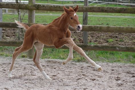 Chacco Blue x Booguie Night 2024 Béligneux le haras