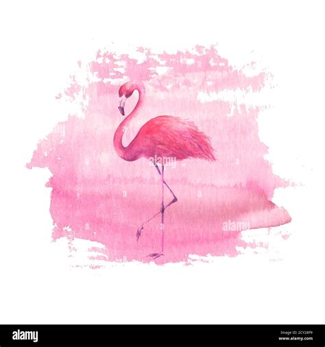 Flamingo on pink watercolor hand drawn spot background. Tropical exotic ...