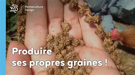 Pourquoi Et Comment Produire Ses Propres Graines Permaculture