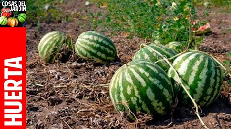 Como sembrar sandía Temas muy importantes a tener en cuenta Cultivo