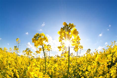 Rapeseed Information - Learn About Growing Rape Plants In The Garden