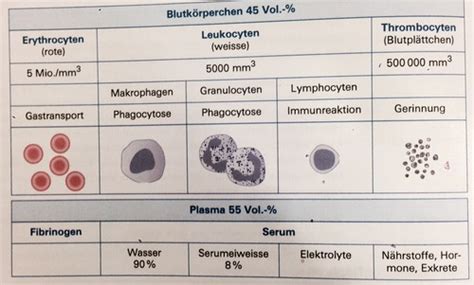 Bio Immun Karteikarten Quizlet