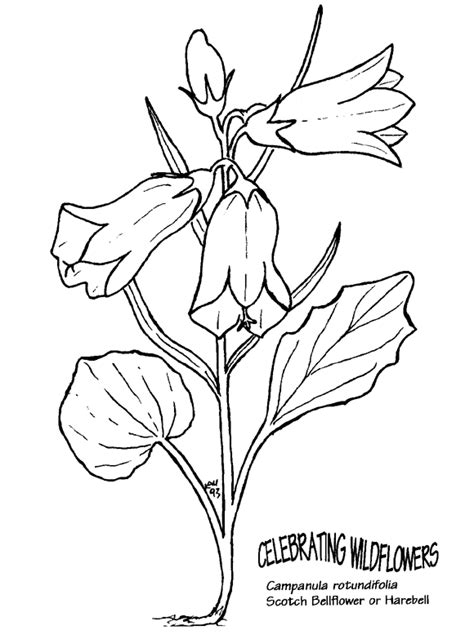 Blue Bell Flower Coloring Pages Sketch Coloring Page