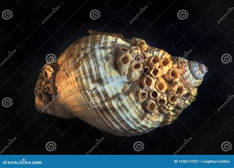 Common Whelk And Barnacles Stock Image Image Of Patterns 124613723