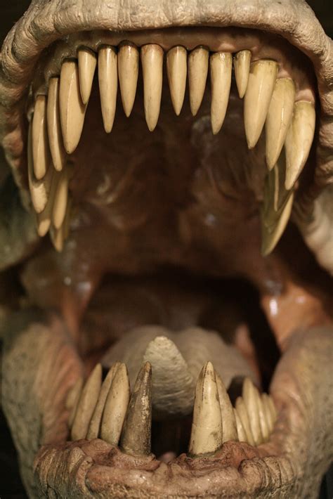 Dinosaur Mouth At Natural History Museum Flickr Photo Sharing