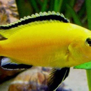 Cara Budidaya Ikan Lemon Fish Infoakuakultur