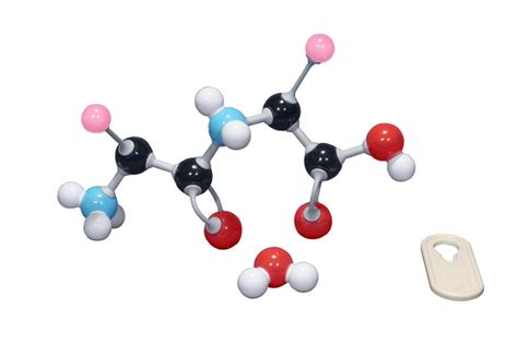 Amino Acid Building Block Models© – 3D Molecular Designs