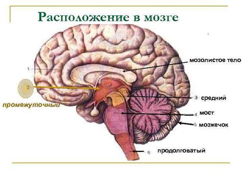 ПРОМЕЖУТОЧНЫЙ МОЗГ DIENCEPHALON THALAMUS зрительные бугры центральная